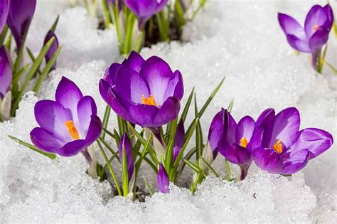 Can Crocus Grow in the Cold and Snow? | Gardener's Path