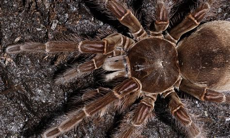 Tarantula Eating Bird