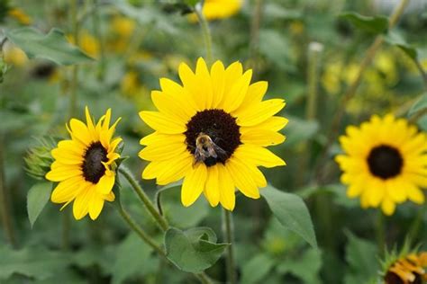 FLOWERS FOR A BEE-FRIENDLY GARDEN - Clearwater Landscape & Nursery