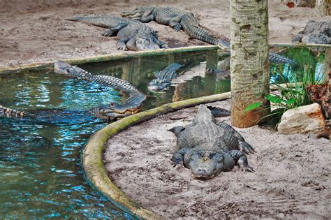 The St Augustine Alligator Farm: it’s no croc - 2 Travel Dads