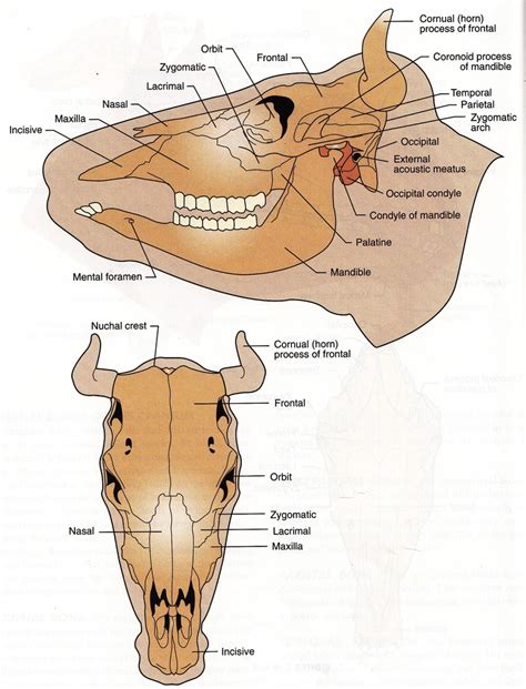 cow skull Diagram | Quizlet