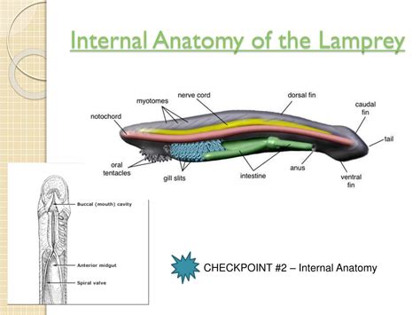 Lamprey Anatomy Diagram