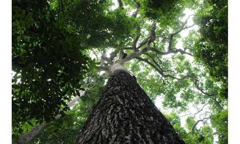 Tropical trees are living time capsules of human history