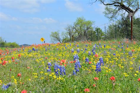 Wild Flowers - JapaneseClass.jp