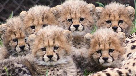 Video of six cheetah cubs playing will make your day