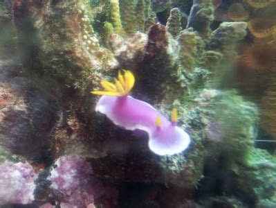 Sea slugs Saltwater Invertibrate Species | Tank Facts