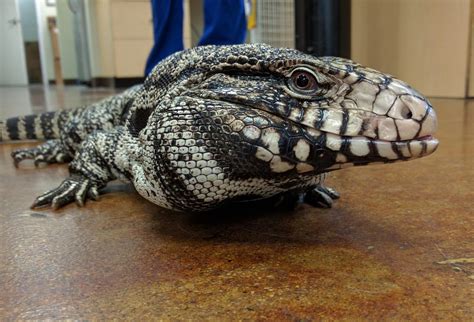 what are some safe plants i can put into my tegus enclosure? : r/Tegu