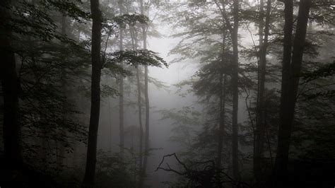 Dark Foggy Forest Wallpapers - Top Free Dark Foggy Forest Backgrounds ...