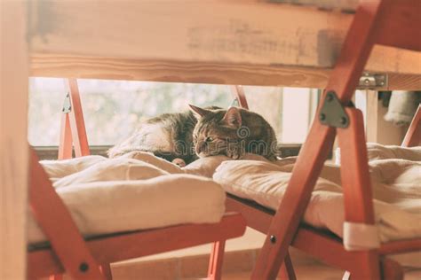 Beautiful Tabby Cat Sleeping Under a Table. Domestic Cat. Lovely Cat ...