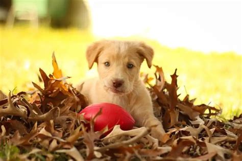 Your Guide To The Schnauzer Lab Mix - The Schnauzer Collective