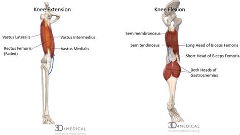 Joints, Ligaments and Connective Tissues – Advanced Anatomy 2nd. Ed.