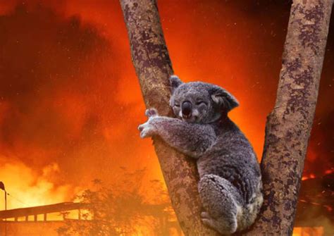 Species Extinction and Biodiversity Loss - Pilliga Forest | Alt-Terre