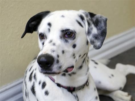 Dalmatian Rescue of North Texas