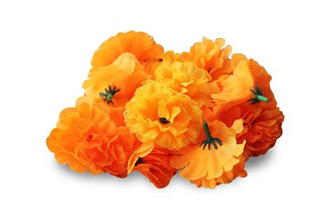 Marigold Flower Png - Clip Art Library