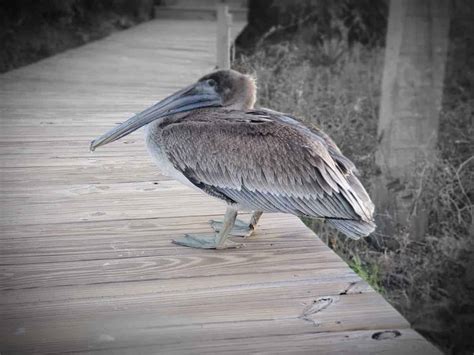 5 Nature Center Adventures to Try on Kiawah Island