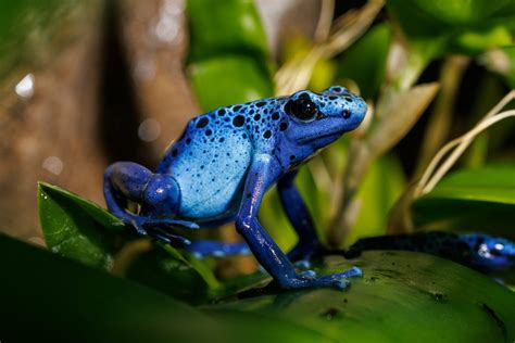 Blue Poison Dart Frog · Tennessee Aquarium