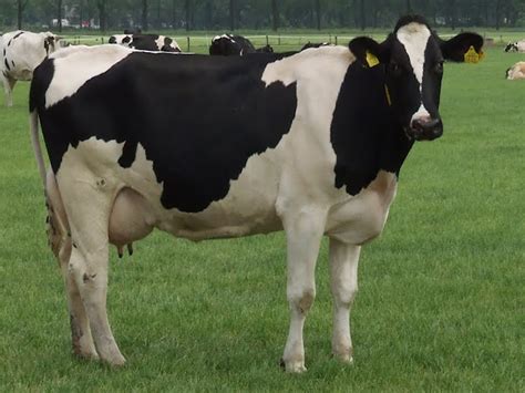 Holstein Friesian Cattle: Origin, Characteristics, Uses, Photo