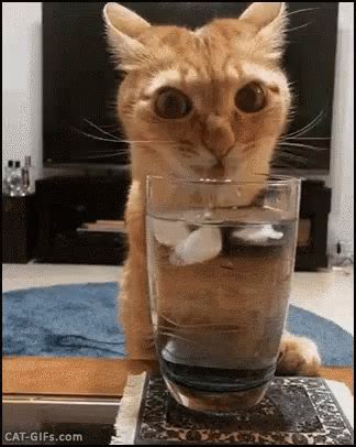 Funny Animals Thirsty GIF - FunnyAnimals Thirsty Kitten - Discover ...