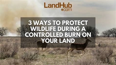 3 Ways to Protect Wildlife During a Controlled Burn on Your Land | LandHub