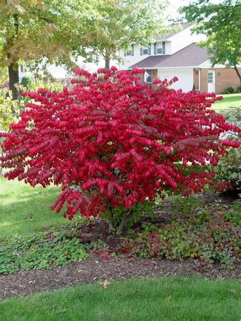 Winter is a good time to prune burning bushes -- before new growth ...