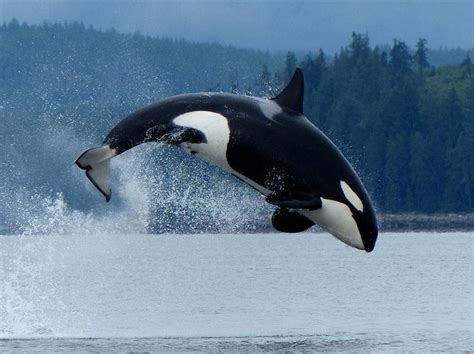 The Best Shark Dive in the World!: Breaching Orca!