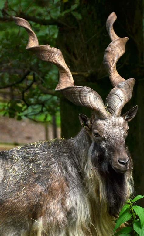 40 Fascinating Facts about the Markhor (National Animal of Pakistan)