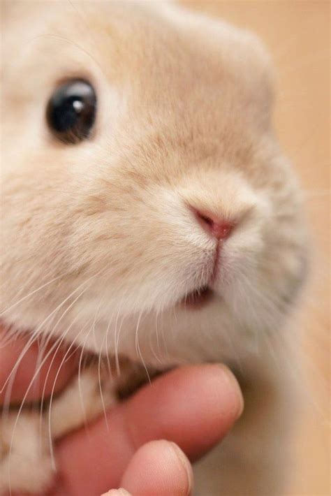 Rabbit Breeds #rabbits | Cute baby bunnies, Cute baby animals, Baby ...