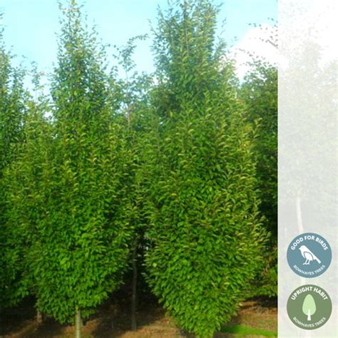 Carpinus betulus 'Frans Fontaine' | Upright Hornbeam Tree | Bare Root ...