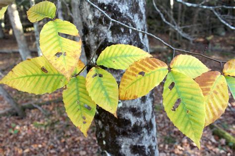 Beech Tree Leaves