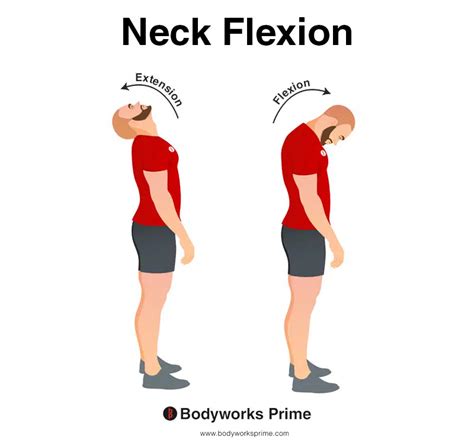 Sternocleidomastoid Muscle Anatomy - Bodyworks Prime