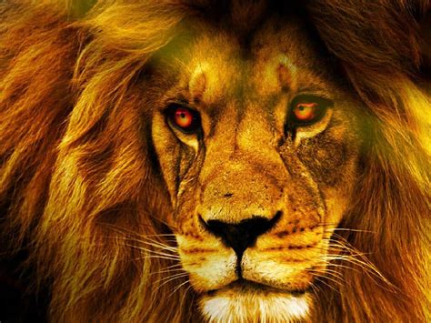 Lion Eyes HD wallpaper | Pxfuel