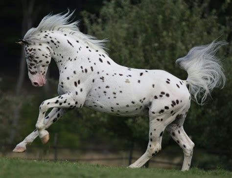 Pin on Caballos | Most beautiful horses, Appaloosa horses, Horse breeds