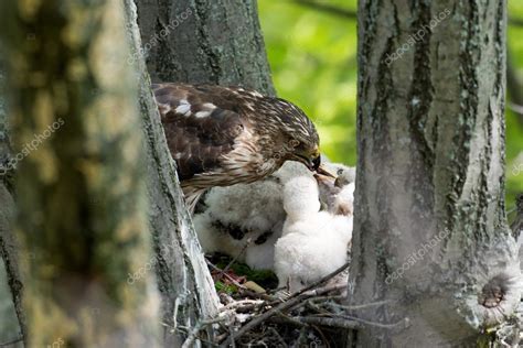 Cooper-s hawk feeding chicks — Stock Photo © EEI_Tony #79853970