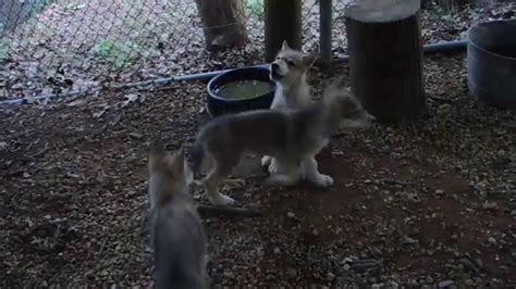 Wolf puppies join in howling with the Pack - YouTube