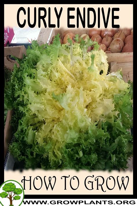 Curly endive - How to grow & care