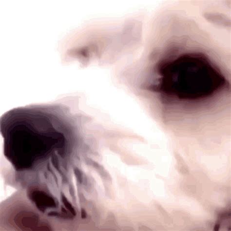 Dog Side Eye GIF - Dog SideEye Elijahpetty - Discover & Share GIFs