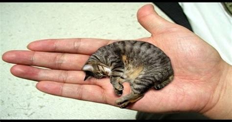 Guinness World Record For The Smallest Cat In The World