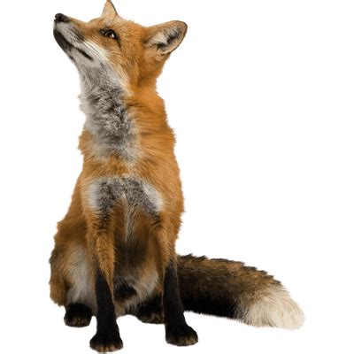 Fox Lying Down Right transparent PNG - StickPNG