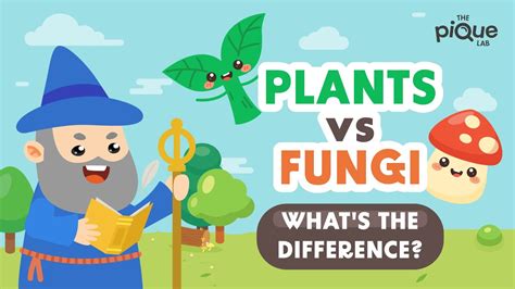 Plants VS Fungi: What's The Difference? | Primary School Science ...