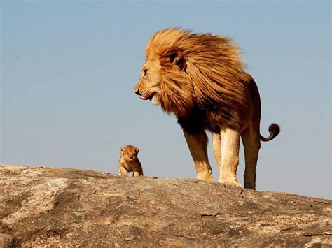 Lion Cubs Wallpapers - Wallpaper Cave