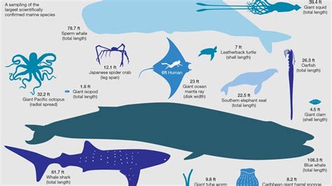 How Big Are The Biggest Squid, Whales, Sharks, Jellyfish?