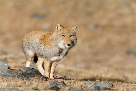 Why So Serious, Tibetan Sand Fox? | Featured Creature