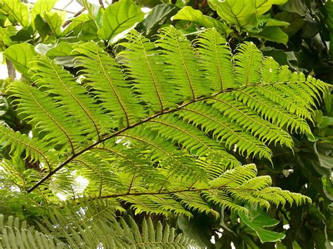 Top 10 Amazing Hardy Types of Ferns for Growing Indoors or Outside ...