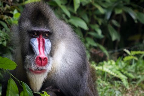 Definitive Guide To Mandrill Facts, Habitat, Conservation Status, Zoo ...