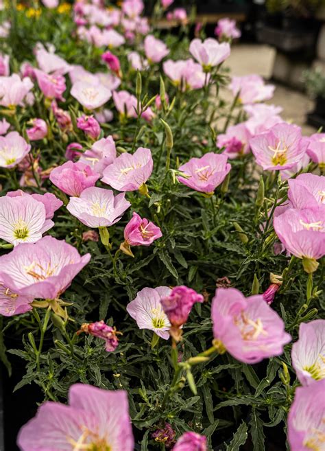 Oenothera 'Pink' Evening Primrose 6" Pot - Hello Hello Plants