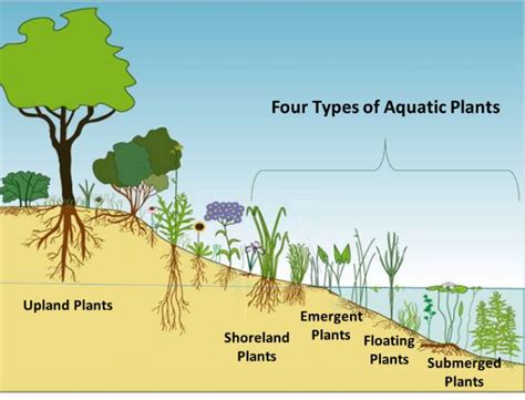 Pond plants are a vital part of a balanced aquatic ecosystem - MSU ...