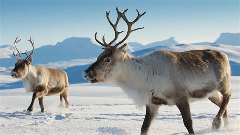 What's The Difference: Reindeer Caribou National Park Service ...