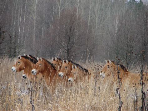 Chernobyl Disaster: Wildlife Thriving As Researchers Find Humans Are ...