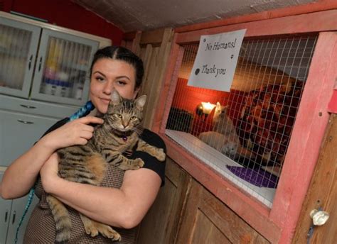 Warwickshire's first cat cafe opens its doors - The Stratford Observer