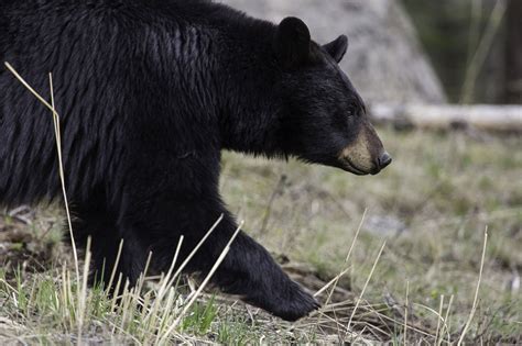 Lake Tahoe Wildlife Care - Tahoe Mountain Culture